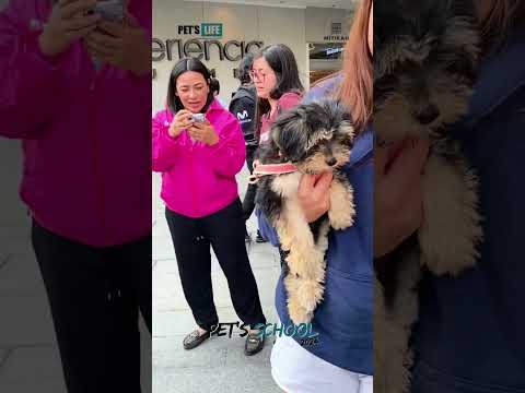 Pet's School   Mítikah 2024