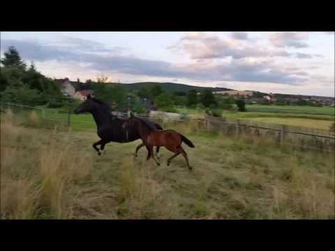 Donnerschmidtchen v. Don Index