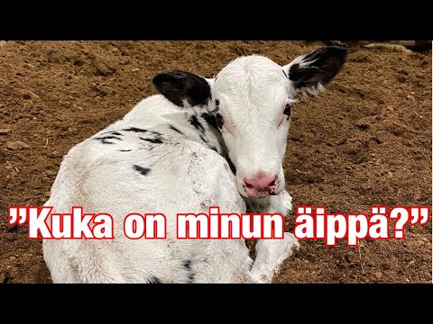 Vasikkamysteeri 🧐