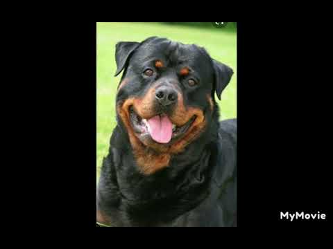 pitbull vs rottweiler ( part 2)