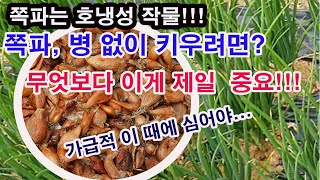 쪽파는 호냉성 작물!! 쪽파 병 없이 키우려면 무엇보다 이게 제일 중요!!!(쪽파 심기, 쪽파 재배, 쪽파 …