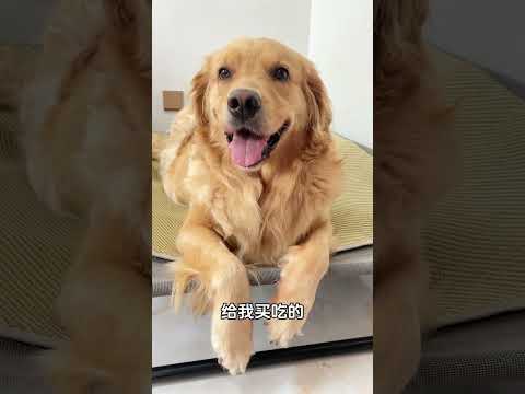 La idea principal es acompañar al golden retriever, un lindo plan de debut como mascota