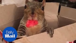 Owners spend $10,000 on pampered pet squirrel Thumbelina