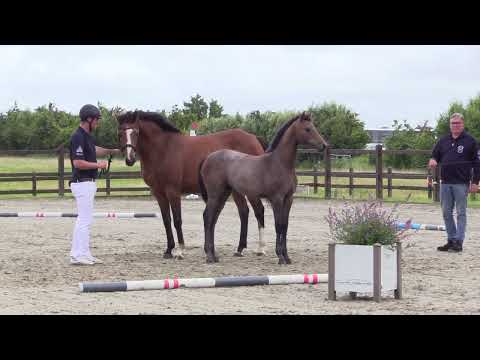 Holsteiner Fohlenschau Föhr 2024 | SF | Catdaddy x Numero Uno x Larimar | St. 18A2 | G. Ohlsen