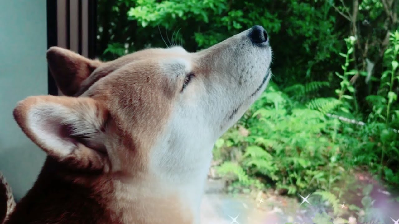 犬は車の音がしなくても飼い主の帰宅に気付く？Dog and cat waiting for owner to get home