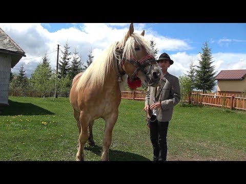 Caii lui Marius de la Marisel, Cluj - 2019 Nou!!!