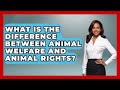 What Is The Difference Between Animal Welfare And Animal Rights Law School Prep Hub