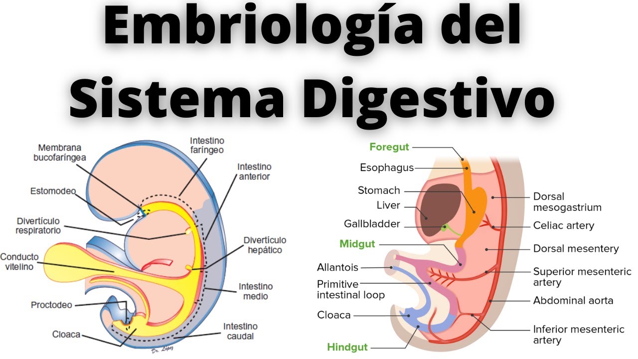 EMBRIOLOGÍA DEL SISTEMA DIGESTIVO