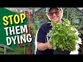 How to keep shop bought herbs alive