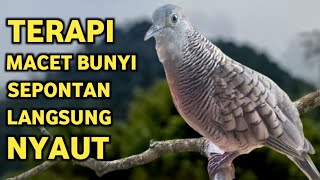 Download lagu Perkutut Lokal Gacor Suara Super Kristal - Pancingan Malas Bunyi (99%AMPUH BANGET) mp3 Download lagu Perkutut Lokal Gacor Suara Super Kristal - Pancingan Malas Bunyi (99%AMPUH BANGET) mp3
