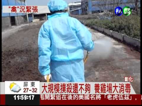 疫情連環爆 養雞場總動員消毒
