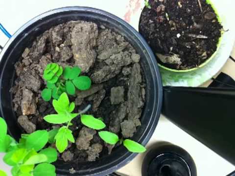 download lagu mp3 mp4 Japanese Pagoda Tree Sophora Japonica, download lagu Japanese Pagoda Tree Sophora Japonica gratis, unduh video klip Japanese Pagoda Tree Sophora Japonica