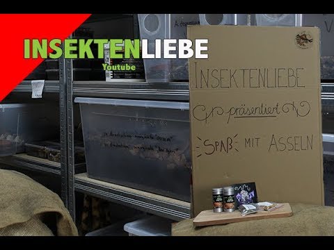 ❌Fun with woodlice | What you should know as a beginner!