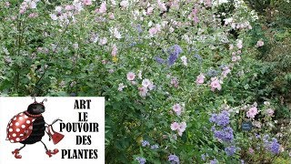 Garden Tutorial: Lavatera Barnsley: pictures of flowers and perennials