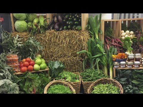 South Chicago farm puts on Harvest Festival with Halloween festivities