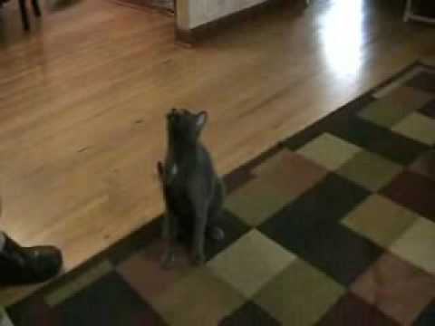 Dexter being a badass