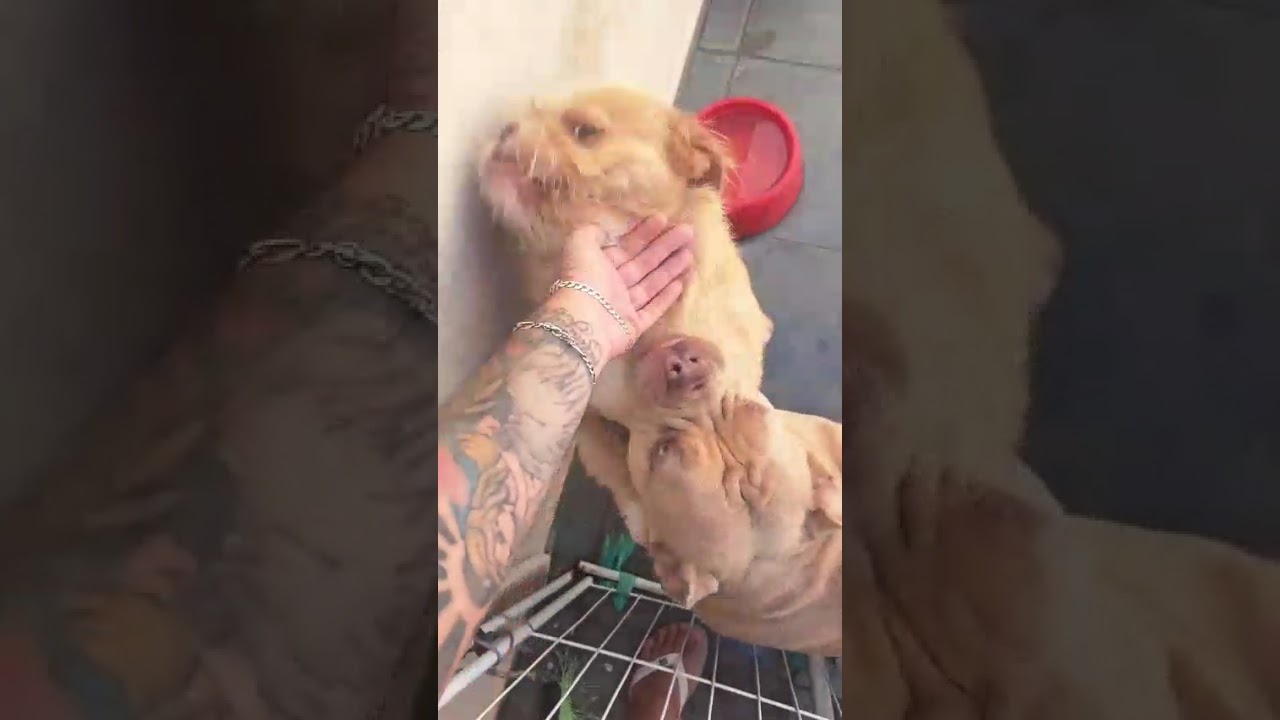 Cachorro raça SRD-ViraLata idade 1 ano nome Glock