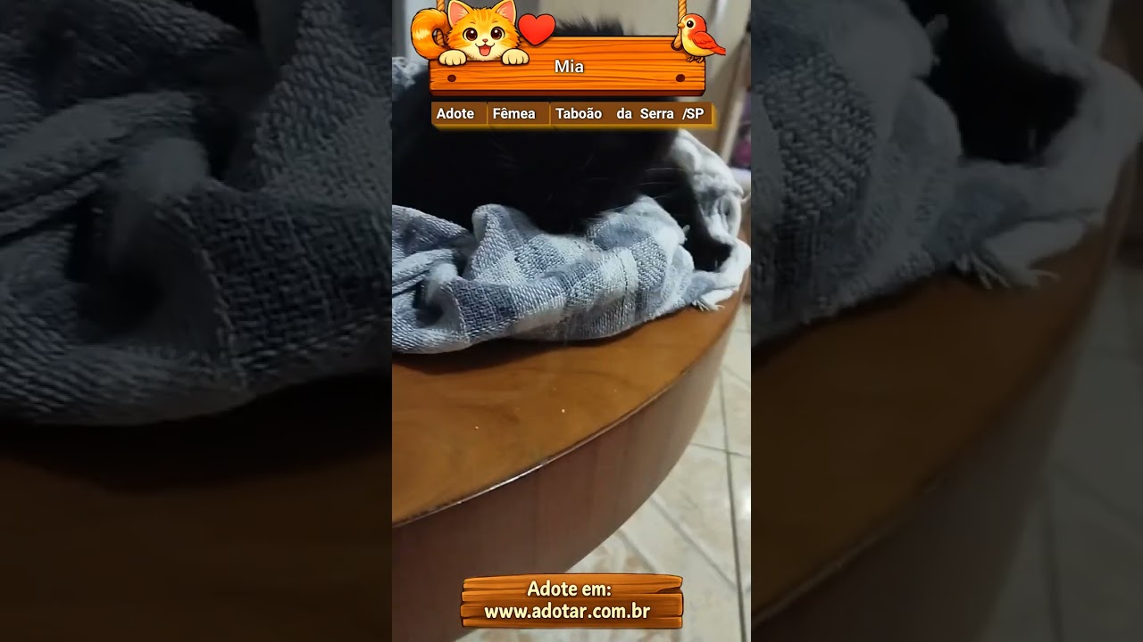 Gato raça SRD-ViraLata idade 2 a 6 meses nome Mia