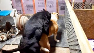 HOW TO BREED MUSCLE INTO YOUR AMERICAN BULLY PROGRAM