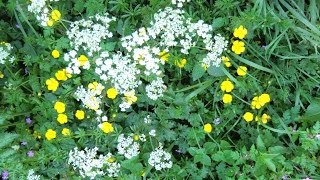 theme from elvira madigan-  Olivier Antunes Trio