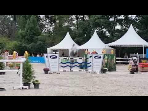 LEVINO (8yo Levisonn) 08.21 Killingen - 9. Place Grand Prix S** 145 cm