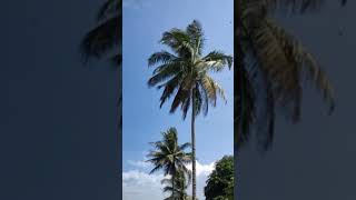 Download lagu 'ASMR Suara Angin di Pepohonan 🍃 | Relaksasi & Tidur Nyenyak 😌🎧'#ASMR #RelaxingSounds #SleepSounds mp3