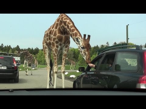 Freizeitaktivitäten in Niedersachsen | Serengeti Park