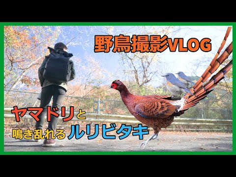 ヤマドリ テッセラタについて詳しく解説