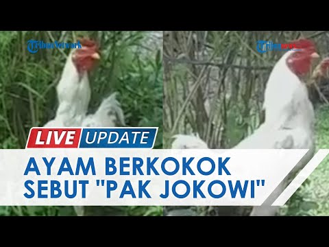, title : 'Cerita Ranu Pemilik Ayam Berkokok Sebut Nama "Pak Jokowi": Dulu Mau Disembelih, Tapi Gak Boleh'