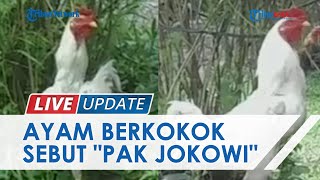 Cerita Ranu Pemilik Ayam Berkokok Sebut Nama 