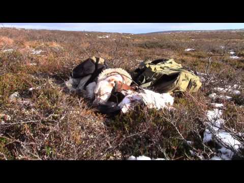 Riekkojahdissa Enontekiöllä