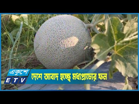 মধ্যপাচ্যের জনপ্রিয় ফল শাম্মাম চাষ হচ্ছে বাংলাদেশে