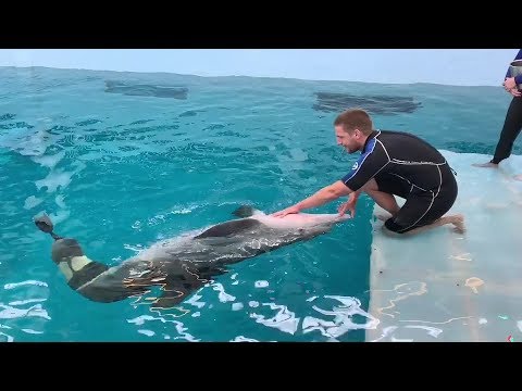 Winter the Dolphin's Rescue Anniversary - Wearing New Prosthetic Tail!