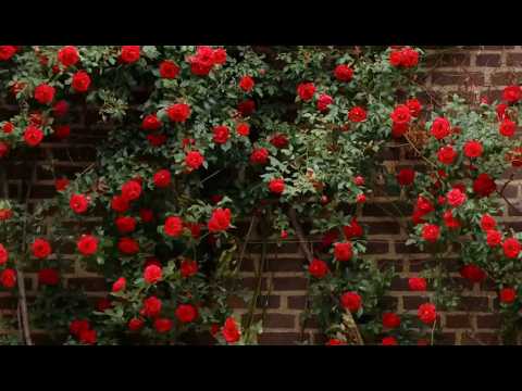 🌹 CONCHILLAS BUSCA LA ROSA HISTÓRICA DE LOS INGLESES: UN PROYECTO CON SENTIDO DE PERTENENCIA
