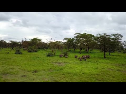 大象還是鱷梨：肯亞的兩難選擇。 (Elephants or avocados: a Kenyan dilemma)