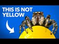 What Jumping Spiders Teach Us About Color DEFAULT Thumbnail