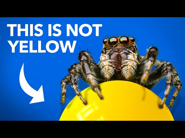What Jumping Spiders Teach Us About Color SDDEFAULT Thumbnail