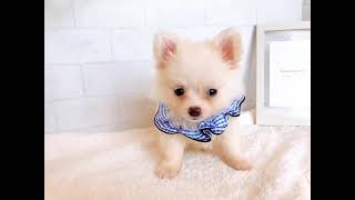ハーフ犬の動画01