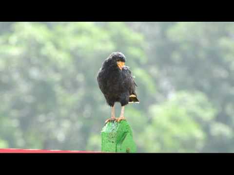 Video: Gavilan Cangrejero Adulto