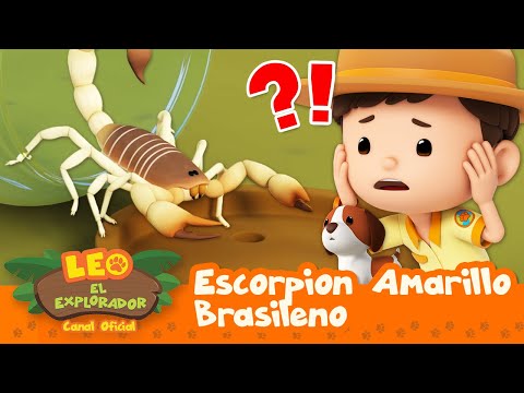 ¡El ESCORPIÓN es VENENOSO! 🦂☠️ | Escorpión Amarillo Brasileño | Leo, El Explorador | Animación