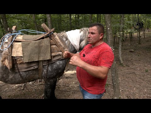 - ZA 6 SATI  NA SAMARU SA TRI KONJA  IZNIJELI 25 METARA DRVA -