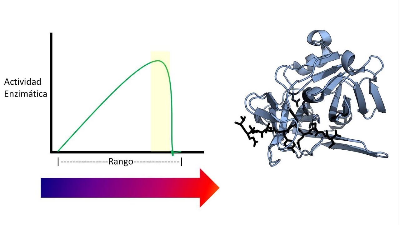 Cinética Enzimática | Factores que afectan la actividad enzimática