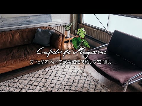 オフィスの植物: オフィスに最適な植物 10 種 ライフスタイル