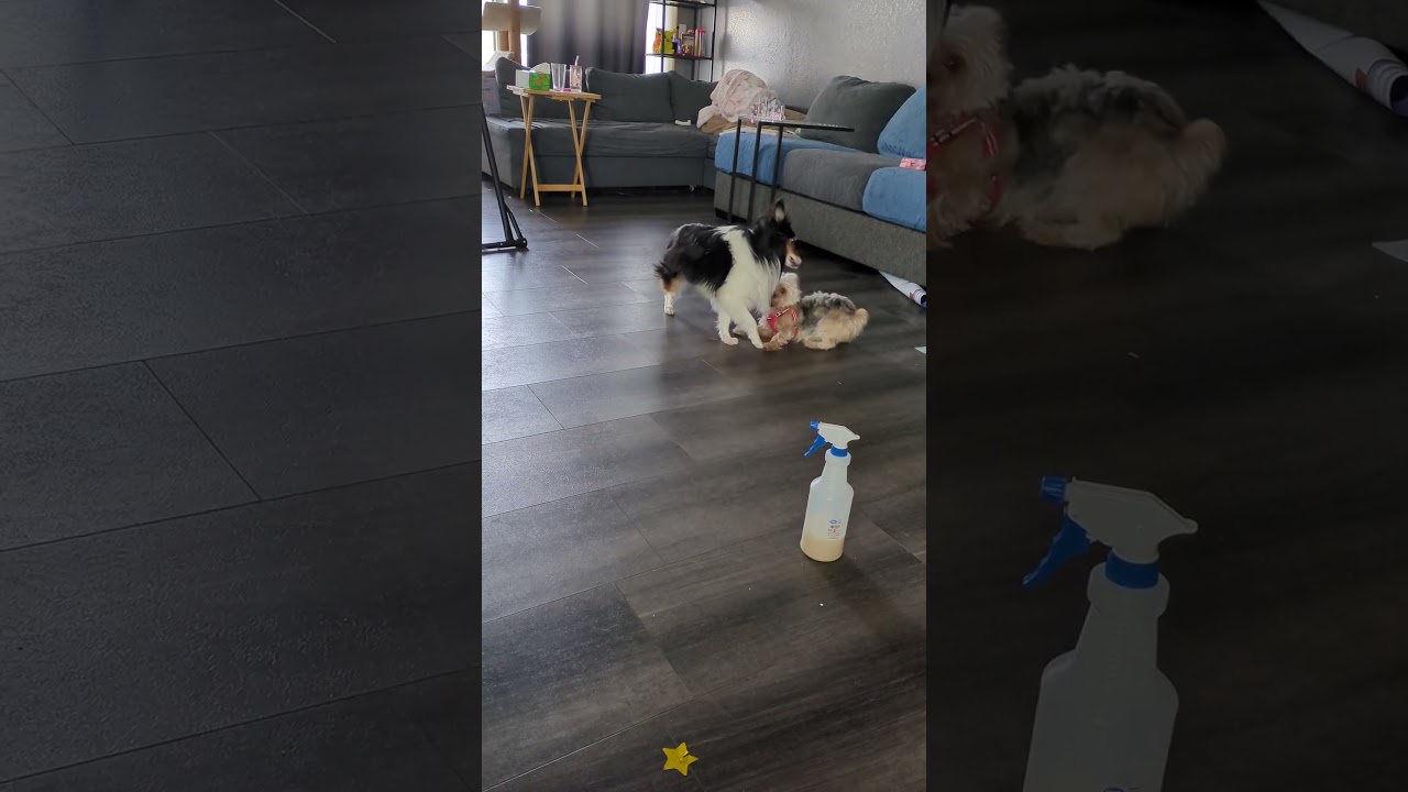 Enlarge Chanel, a Adoptable Yorkshire Terrier in Hartland, WI video 6/6