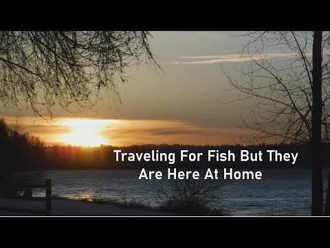 Traveling For Fish But They Are Here At Home