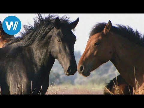 Wild horses in the Danube Delta (360° - GEO Reportage)