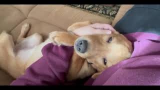 Video preview image #1 Labrador Retriever-Unknown Mix Puppy For Sale in MECHANICSBURG, PA, USA