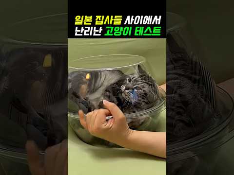 우리 집 고양이가 멍청한 걸까요? #고양이 #고양이영상 #지능테스트