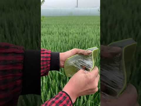 29 AMAZING BEAUTY HACKS WITH ALOE VERA # 10