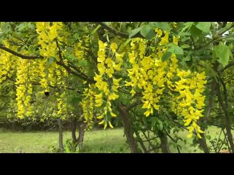 Blühender Goldregen (hochgiftig)